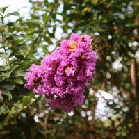 Lagerstroemia indica L.